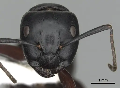 Camponotus herculeanus - CASENT0249981