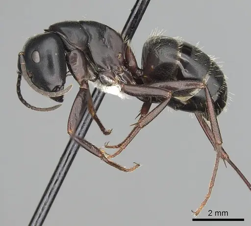 Camponotus herculeanus - CASENT0249981