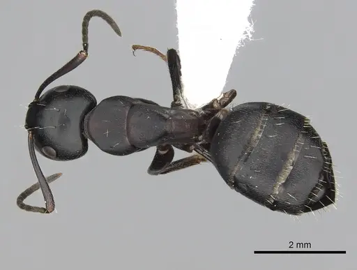 Camponotus herculeanus - CASENT0249982