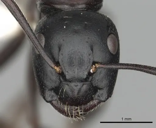 Camponotus herculeanus - CASENT0249982