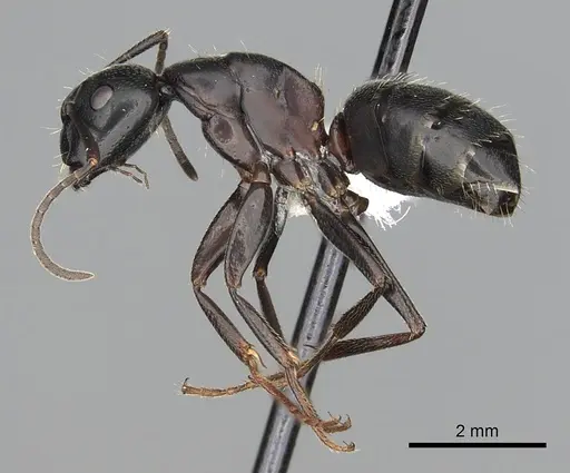 Camponotus herculeanus - CASENT0249982