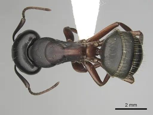 Camponotus herculeanus - CASENT0280008