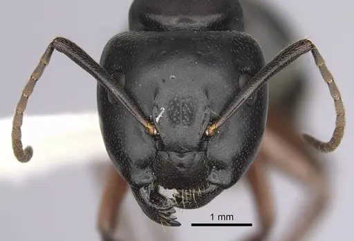 Camponotus herculeanus - CASENT0280008