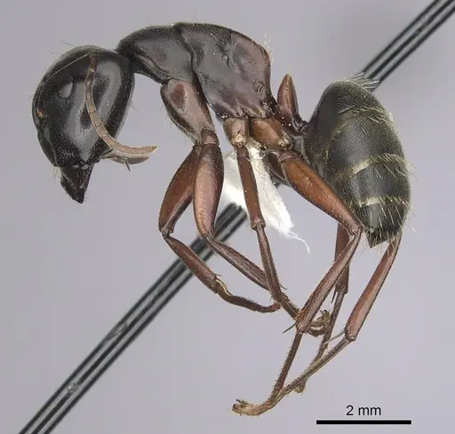 Camponotus herculeanus - CASENT0280008