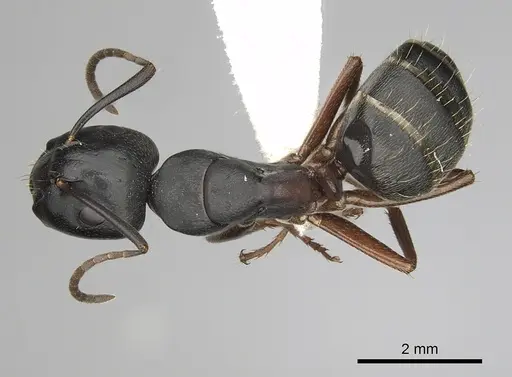Camponotus herculeanus - CASENT0280009