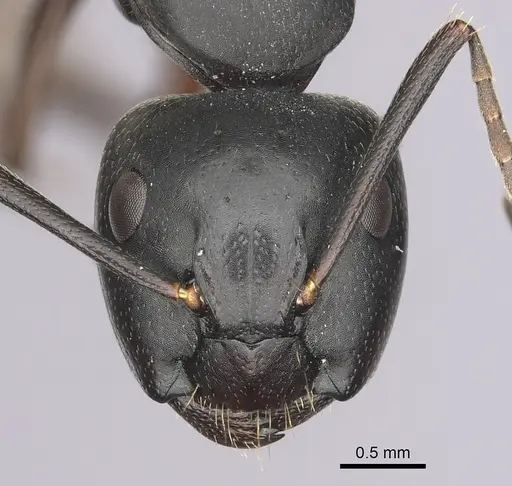Camponotus herculeanus - CASENT0280009