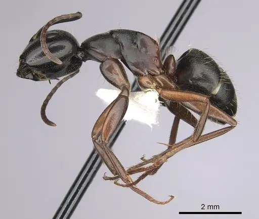 Camponotus herculeanus - CASENT0280009