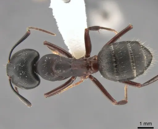 Camponotus herculeanus - CASENT0882000