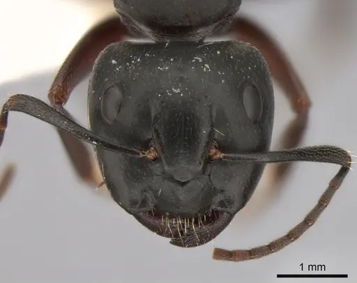 Camponotus herculeanus - CASENT0882000