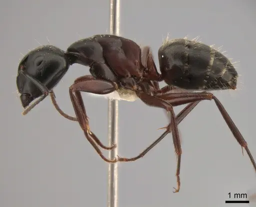 Camponotus herculeanus - CASENT0882000