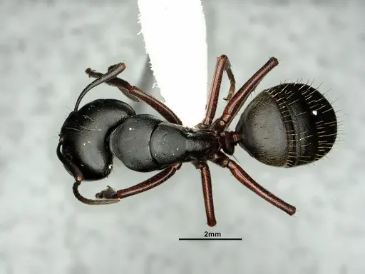 Camponotus herculeanus - CASENT0883449