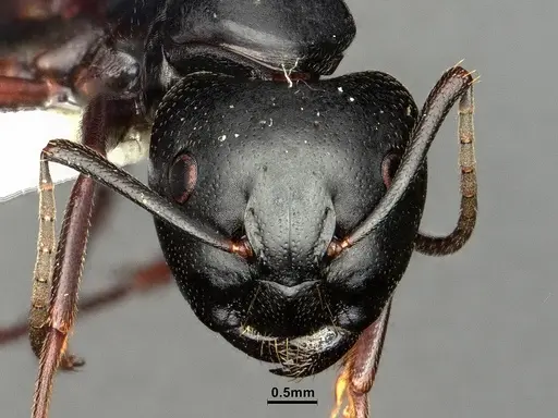 Camponotus herculeanus - CASENT0883449