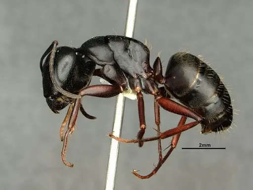Camponotus herculeanus - CASENT0883449