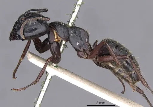 Camponotus herculeanus - CASENT0909954
