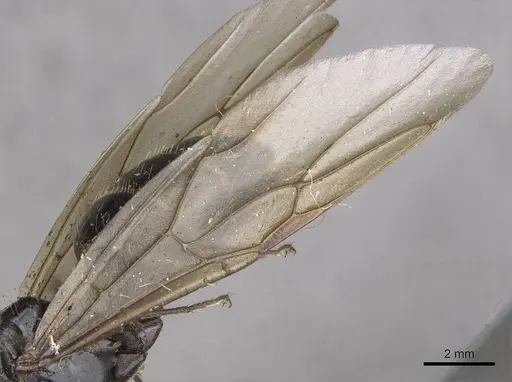 Camponotus herculeanus - CASENT0909955