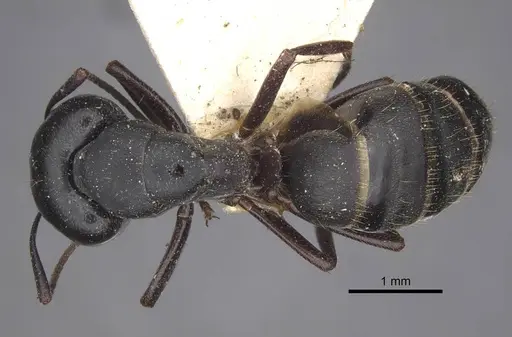 Camponotus herculeanus - CASENT0917141