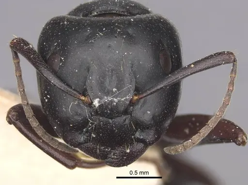Camponotus herculeanus - CASENT0917141