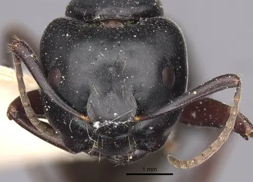 Camponotus herculeanus - CASENT0917141