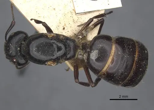 Camponotus herculeanus - CASENT0917142