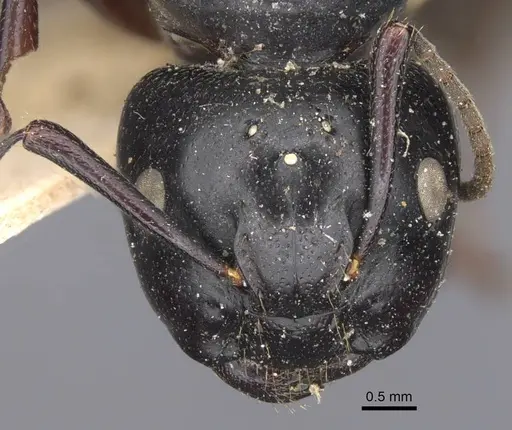 Camponotus herculeanus - CASENT0917142