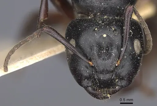 Camponotus herculeanus - CASENT0917142