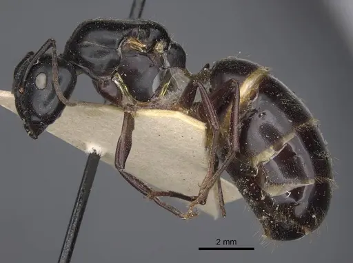 Camponotus herculeanus - CASENT0917142
