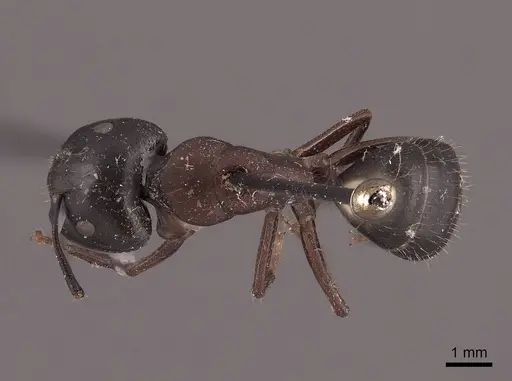 Camponotus herculeanus - FMNHINS0000046003