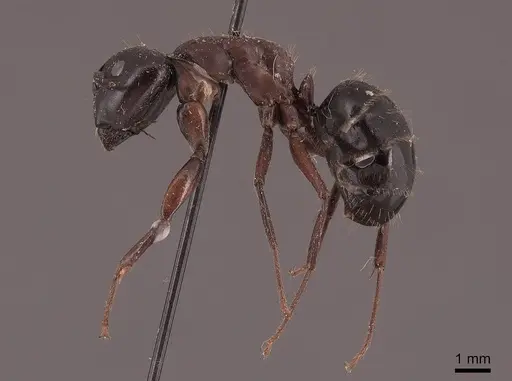 Camponotus herculeanus - FMNHINS0000046003