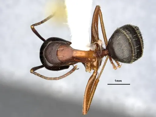 Camponotus herculeanus - UAM100256496