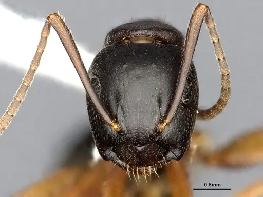 Camponotus herculeanus - UAM100256496