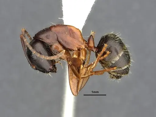 Camponotus herculeanus - UAM100256496