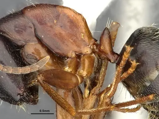Camponotus herculeanus - UAM100256496