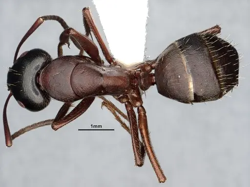 Camponotus herculeanus - UAM100404072