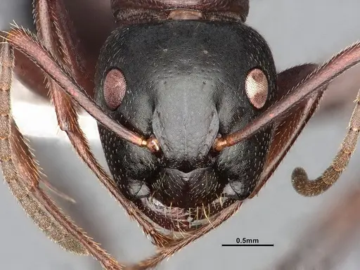 Camponotus herculeanus - UAM100404072