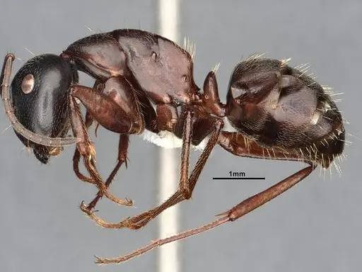 Camponotus herculeanus - UAM100404072