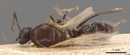 Camponotus hermanni specimen