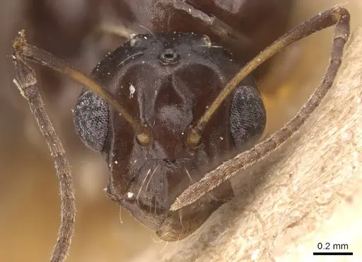Camponotus hermanni specimen