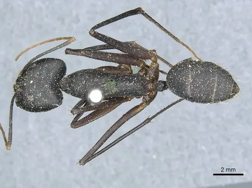 Camponotus heros specimen