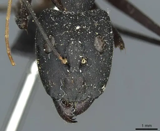 Camponotus heros specimen