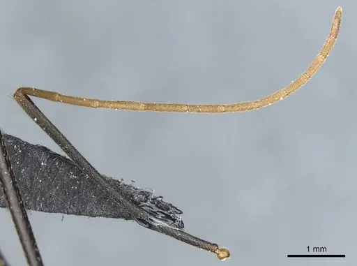 Camponotus heros specimen