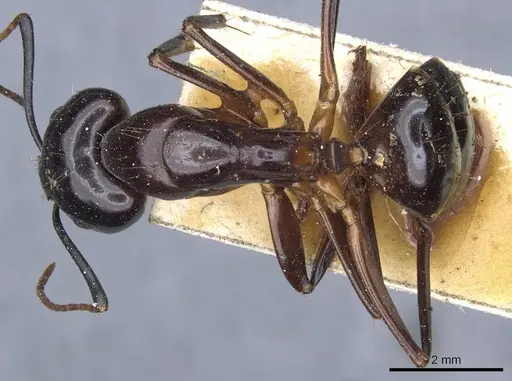 Camponotus hesperius specimen