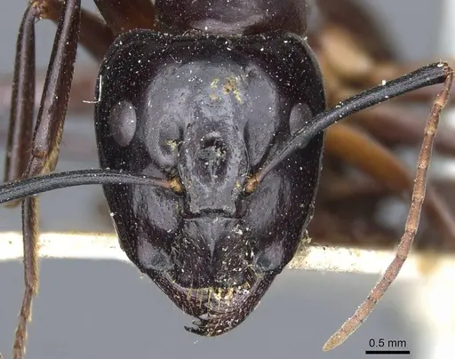 Camponotus hesperius specimen