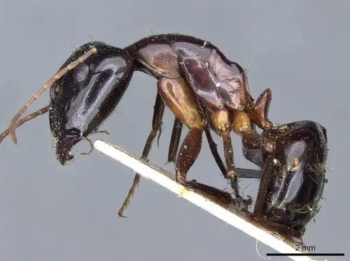 Camponotus hesperius specimen