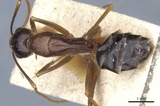 Camponotus hesperius - CASENT0905323