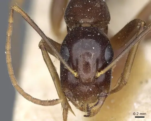 Camponotus hesperius - CASENT0905323