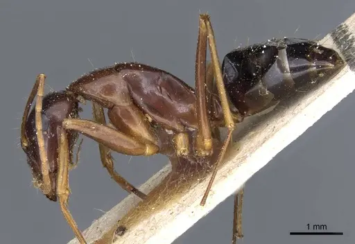 Camponotus hesperius - CASENT0905323