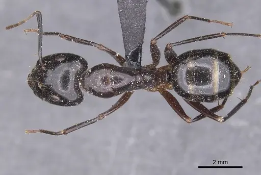 Camponotus hesperius - CASENT0911907