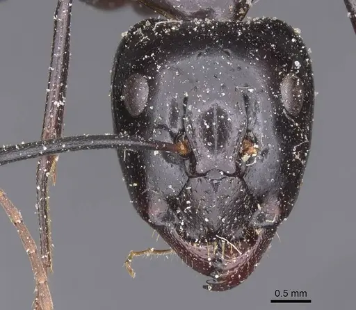 Camponotus hesperius - CASENT0911907