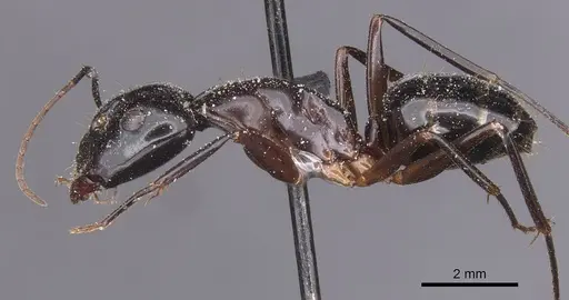 Camponotus hesperius - CASENT0911907