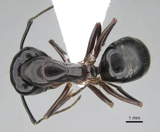 Camponotus hesperius - CASENT0914816